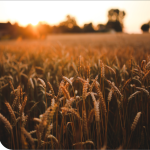 BECOME-MEMBER_wheat 2